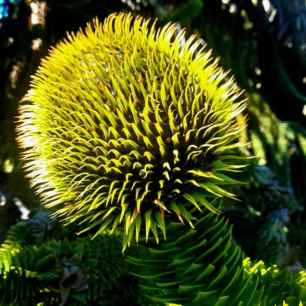 Araucaria Araucana