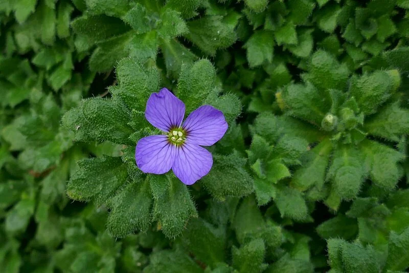 Aubrieta Deltoidea