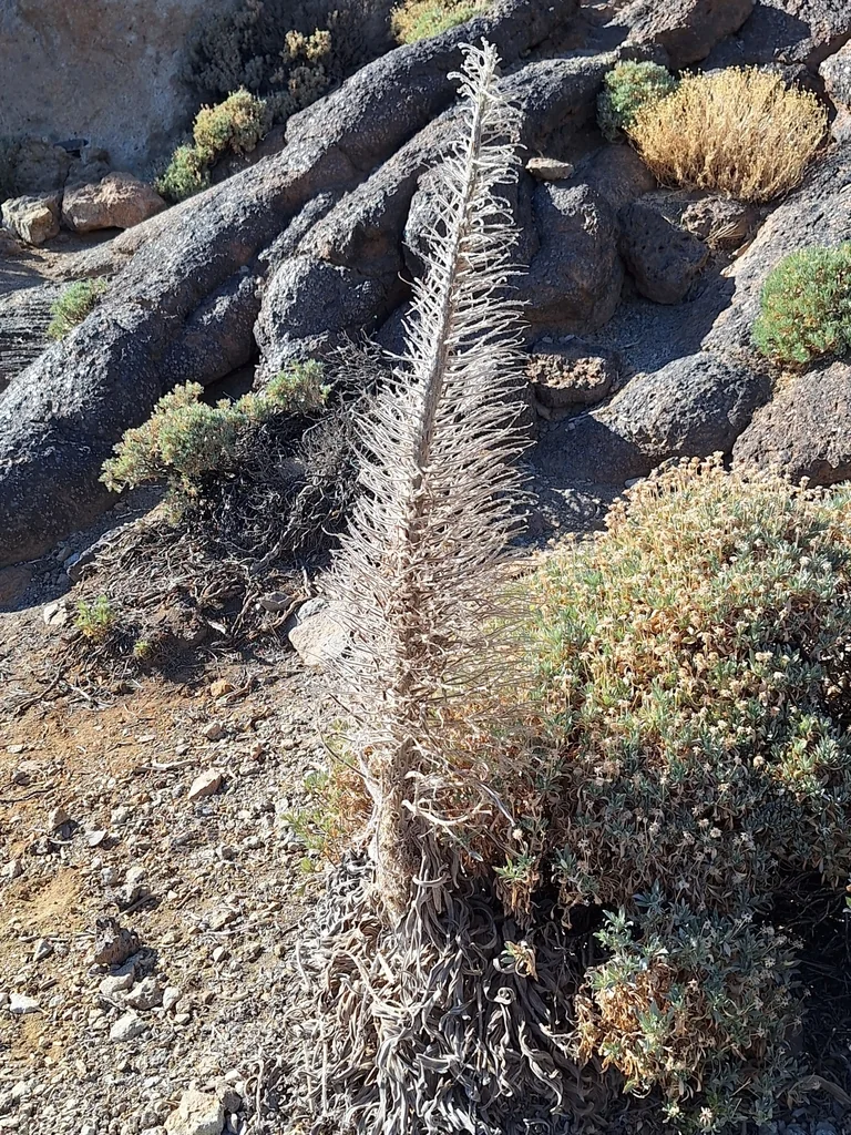 Echium Wildpretii