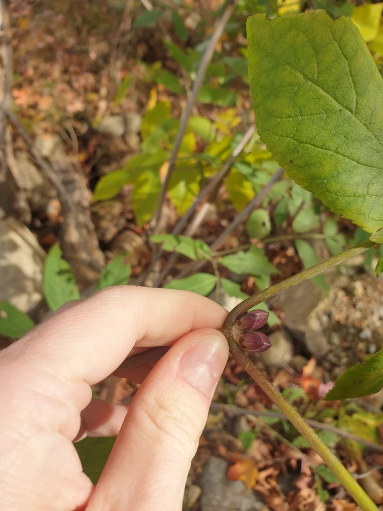 Sambucus Pubens