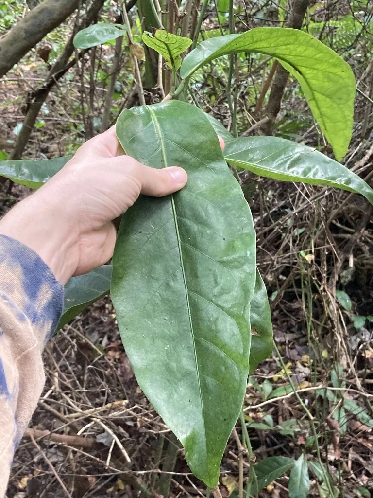 Coccoloba Diversifolia