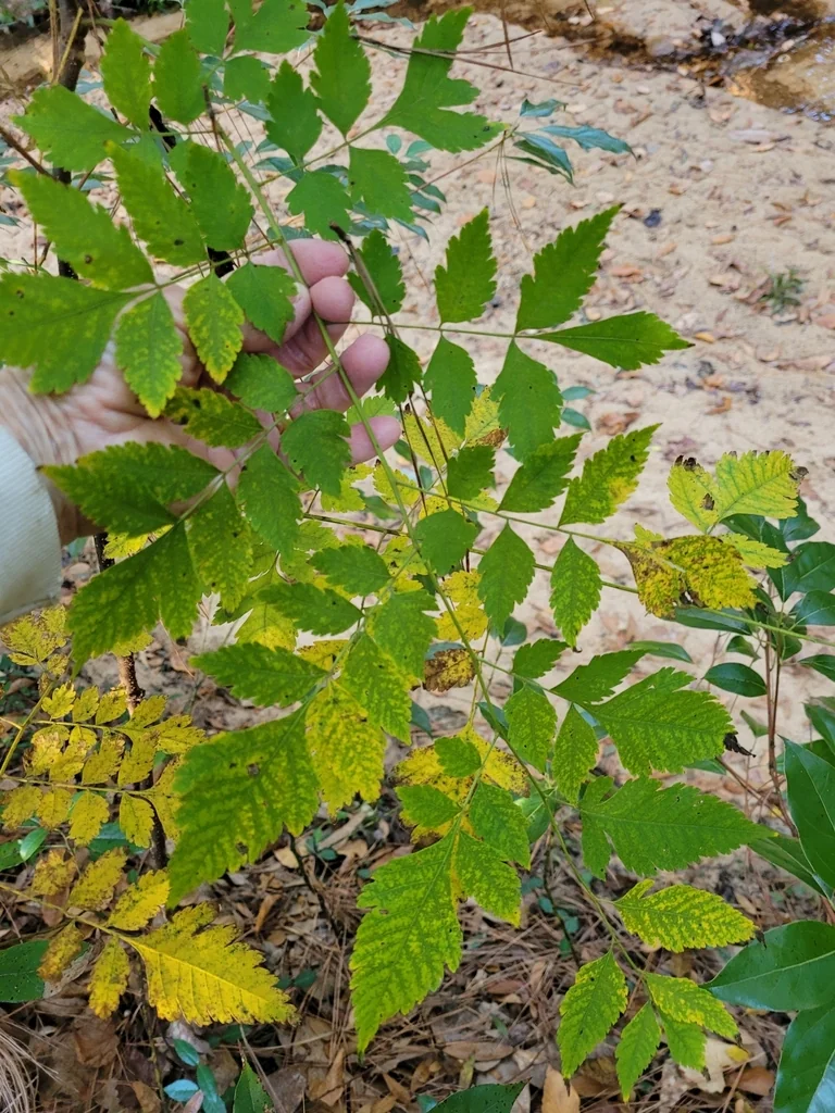 Koelreuteria Bipinnata