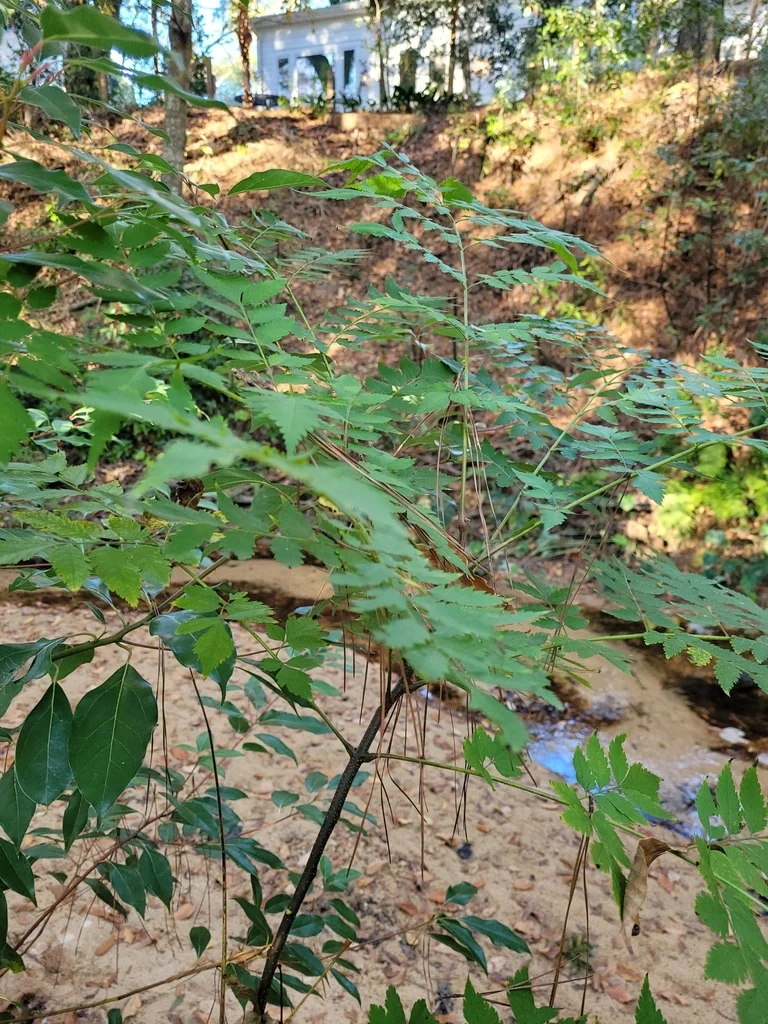 Koelreuteria Bipinnata