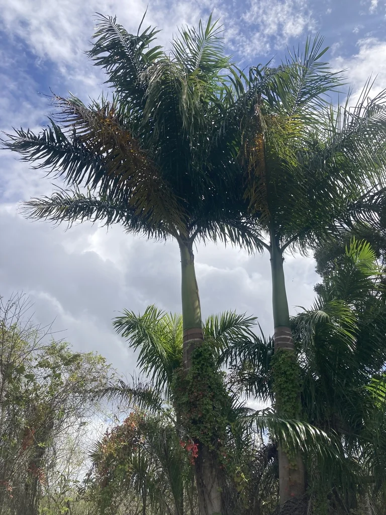 Roystonea Regia