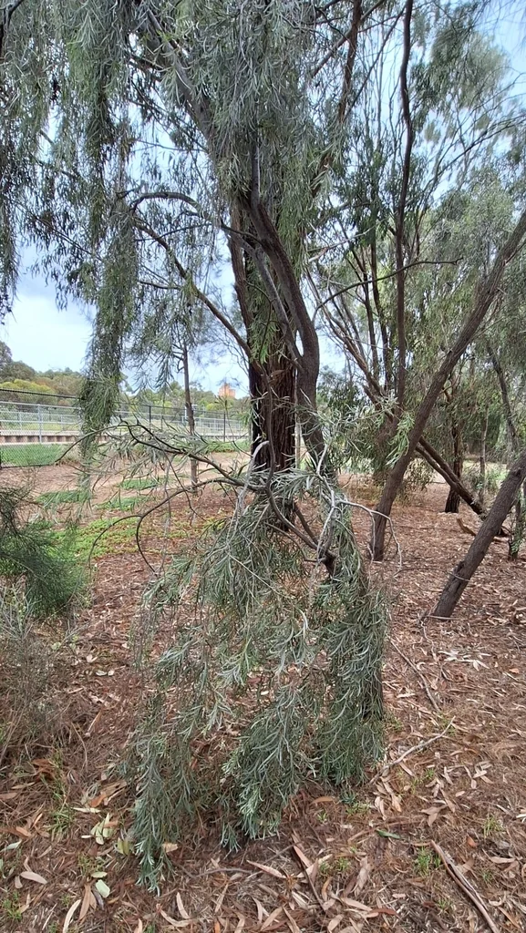 Acacia Pendula