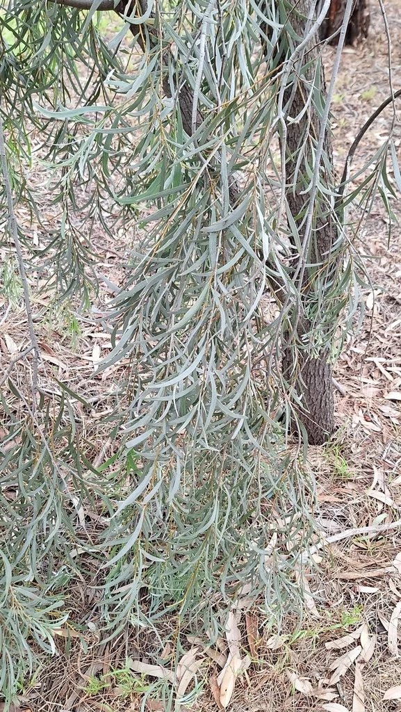 Acacia Pendula