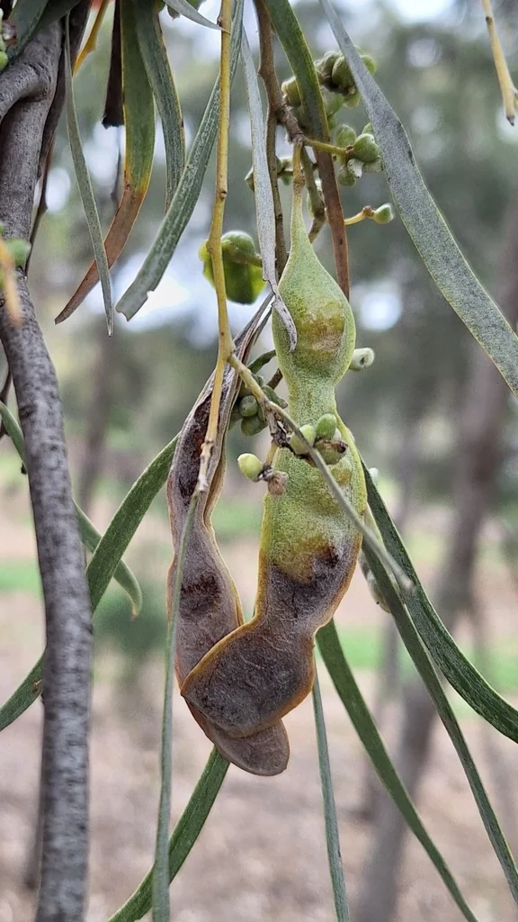 Acacia Pendula