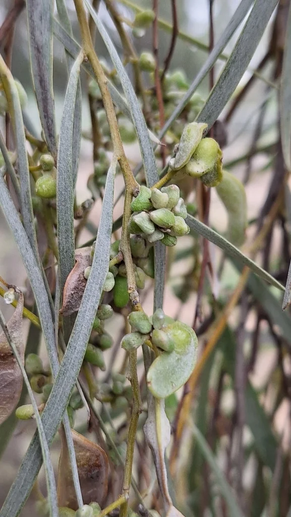 Acacia Pendula