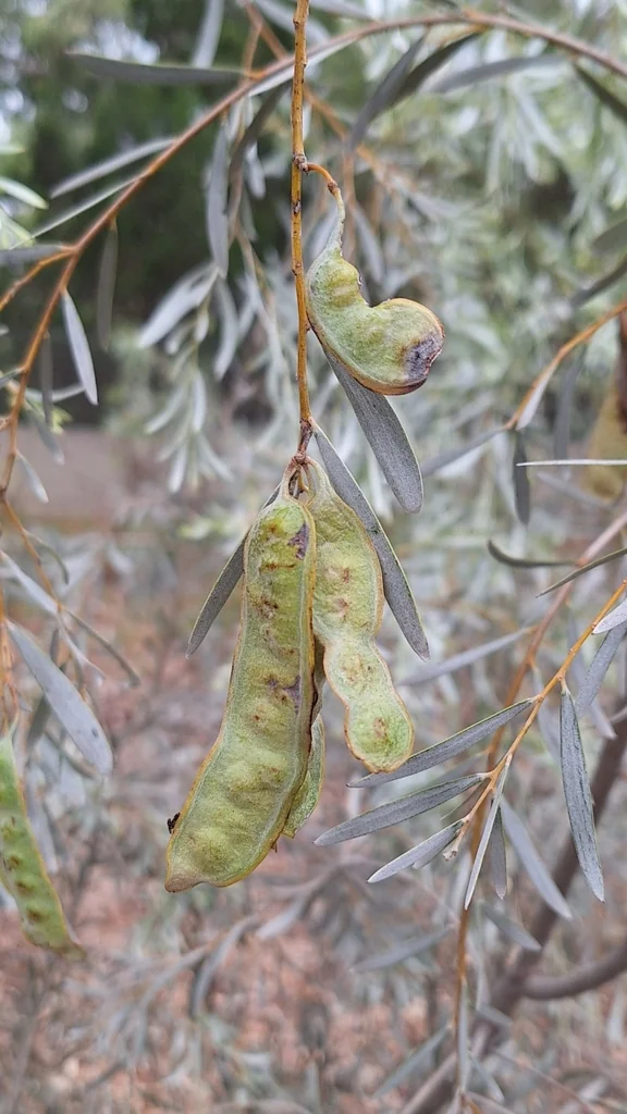 Acacia Pendula