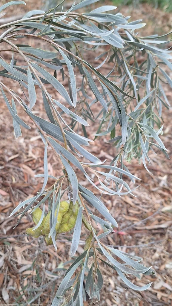 Acacia Pendula