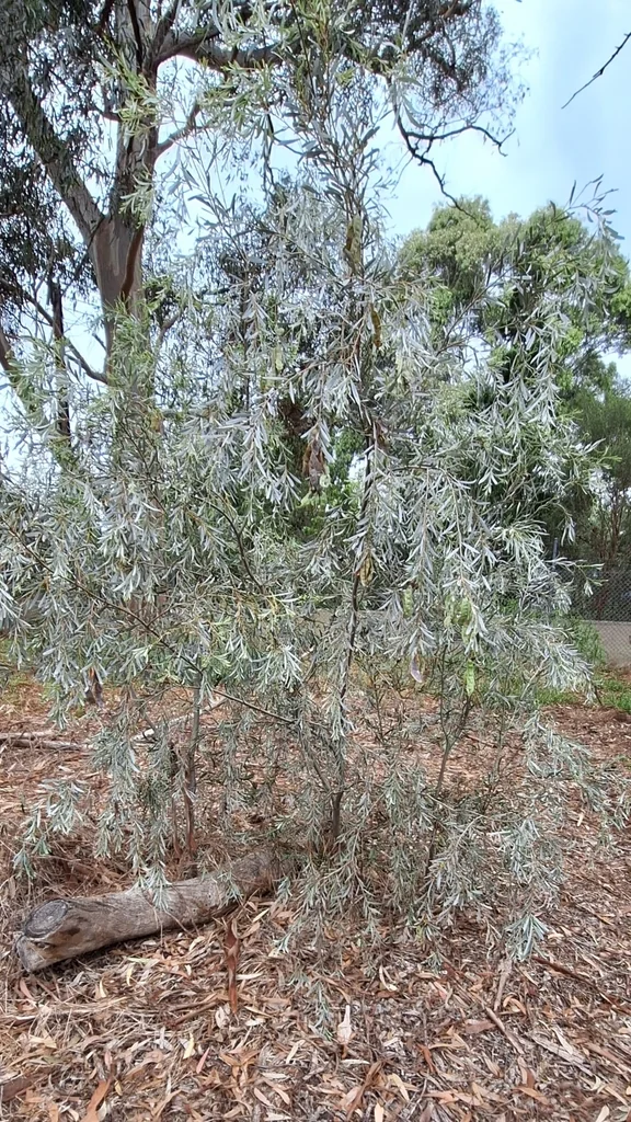 Acacia Pendula