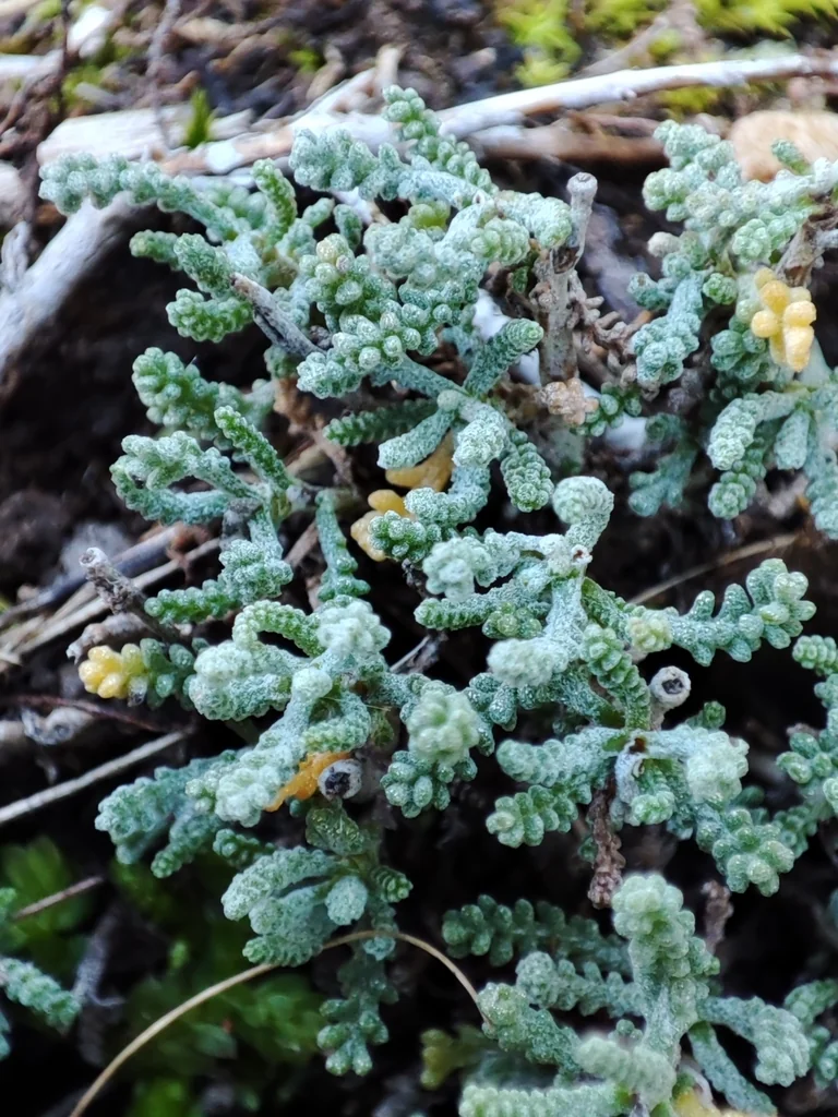 Santolina Chamaecyparissus