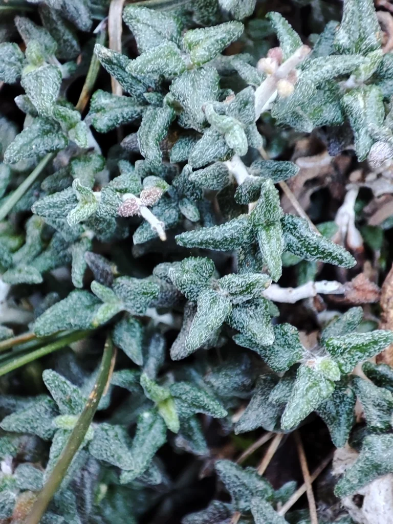 Santolina Chamaecyparissus