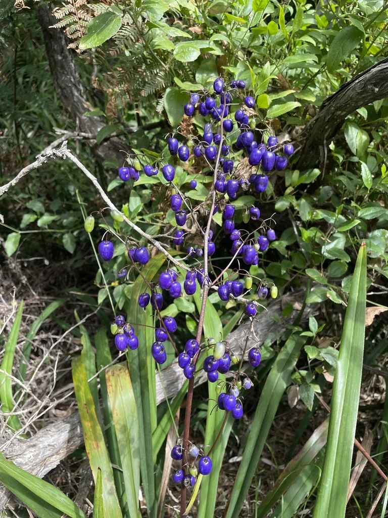 Dianella Tasmanica