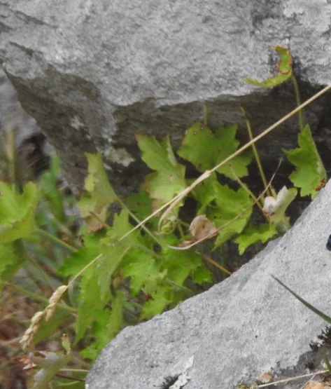 Heuchera Villosa