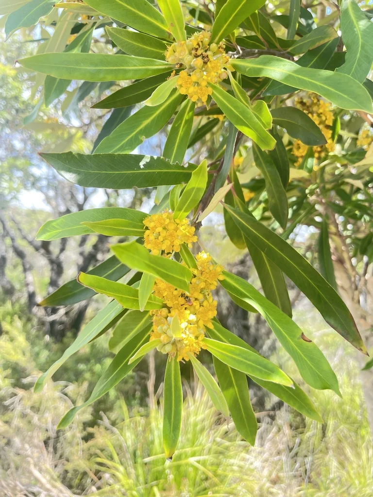 Tristaniopsis Laurina