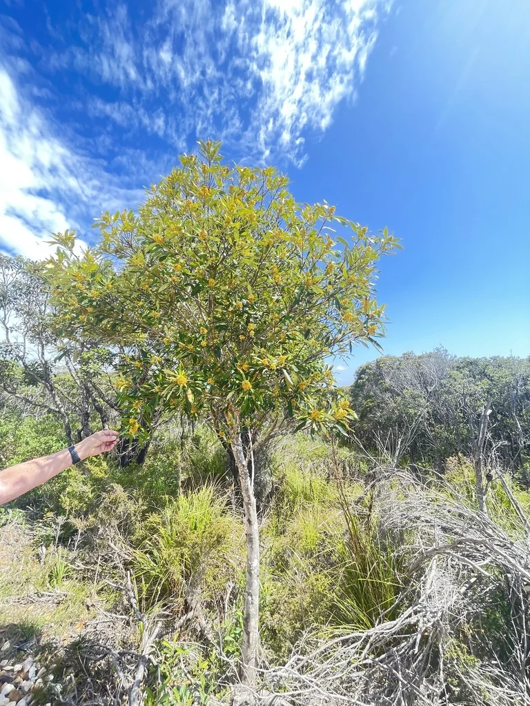 Tristaniopsis Laurina