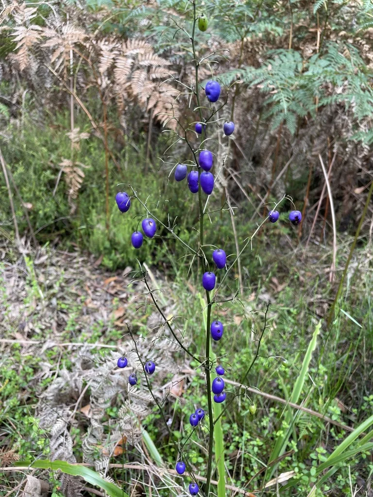 Dianella Tasmanica