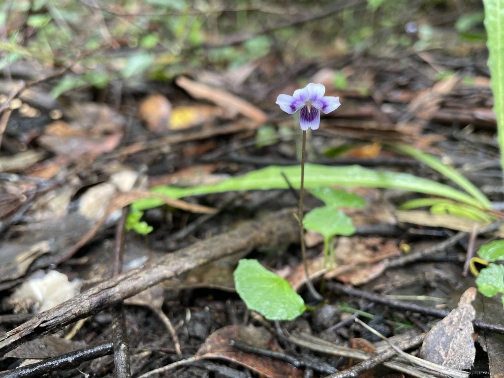Viola hederacea