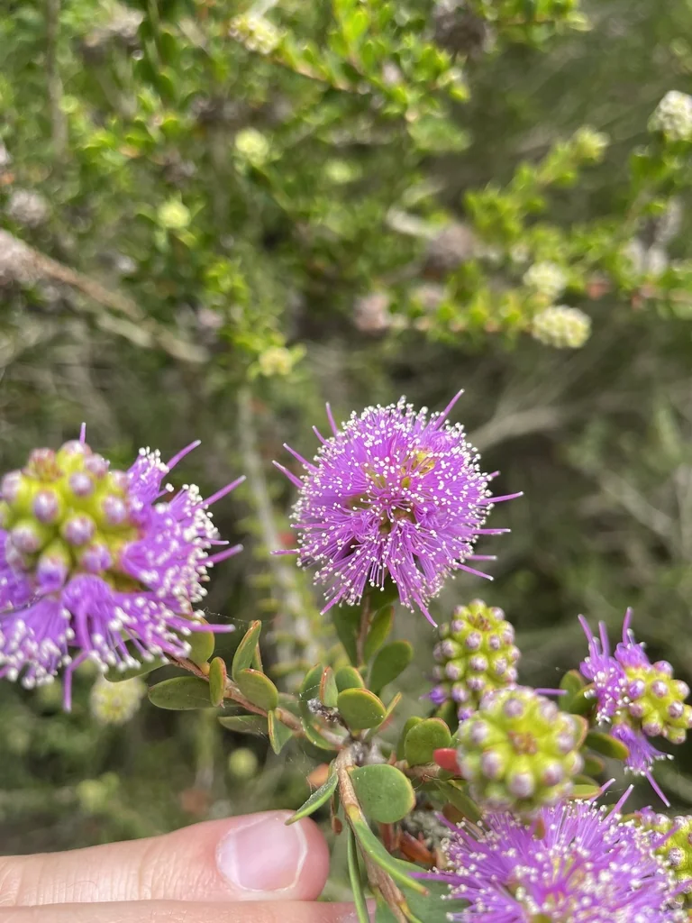 Melaleuca Nesophila