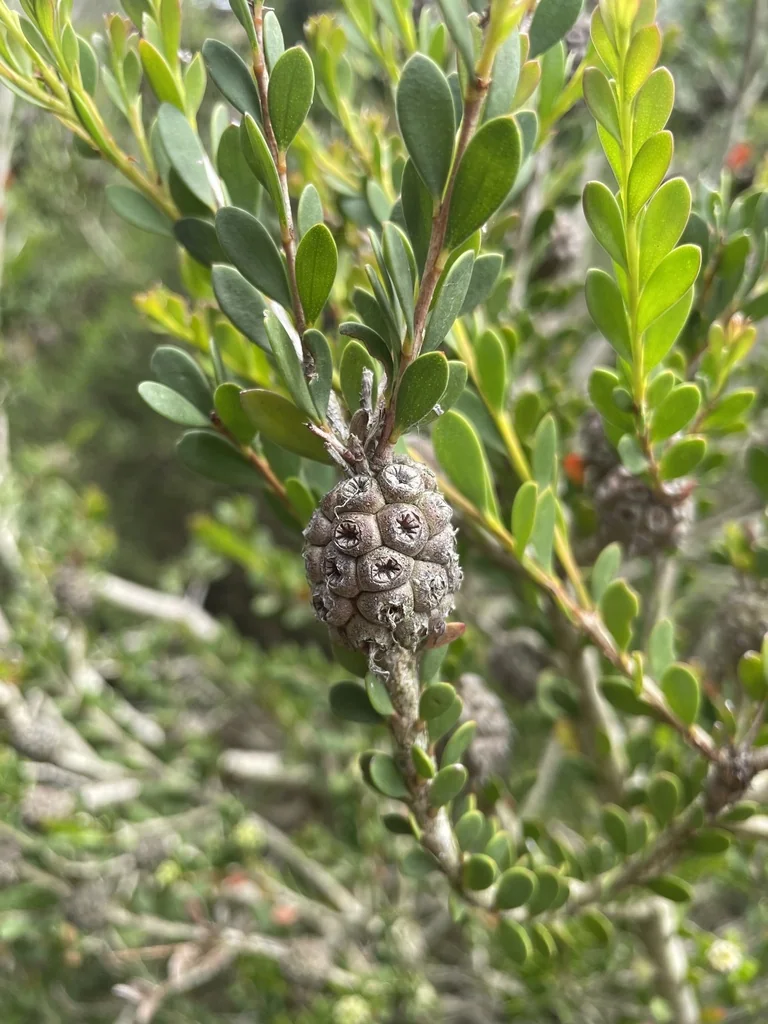 Melaleuca Nesophila