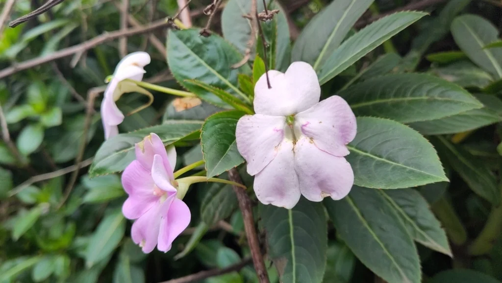 Impatiens Sodenii