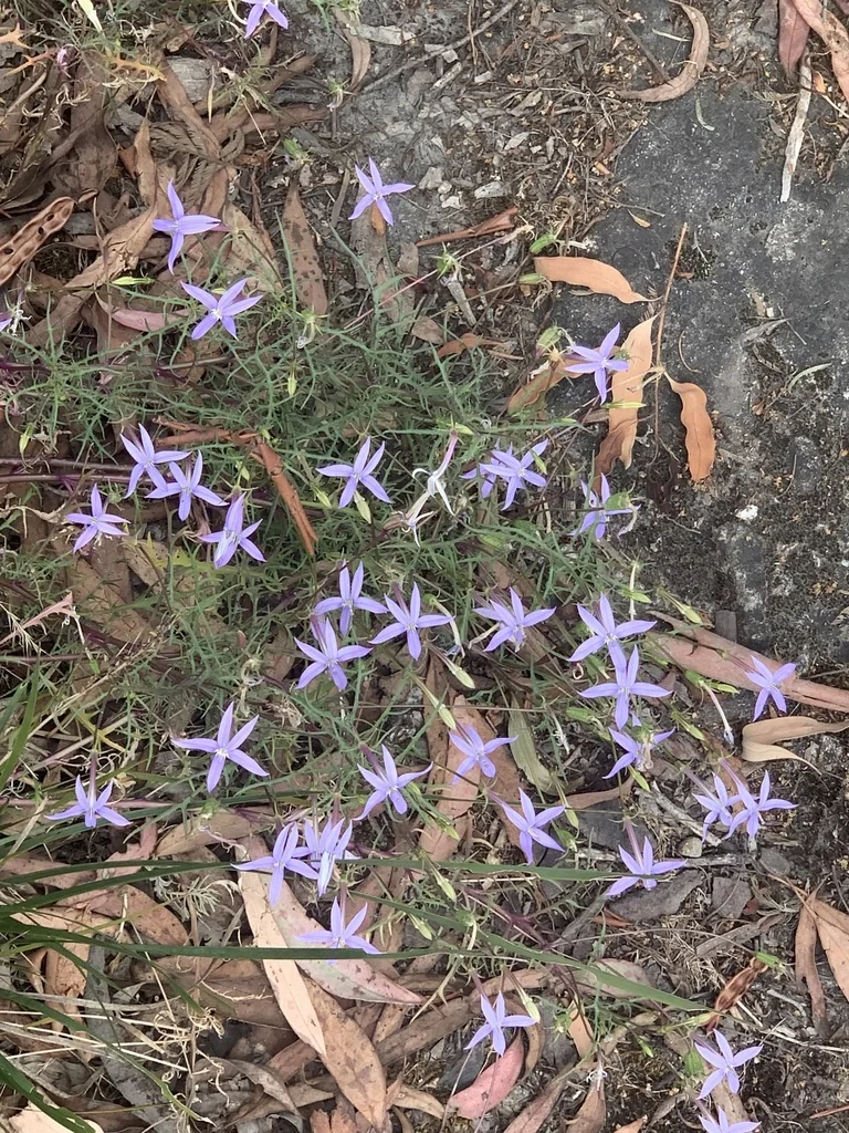 Isotoma axillaris