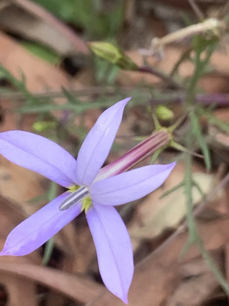 Isotoma axillaris