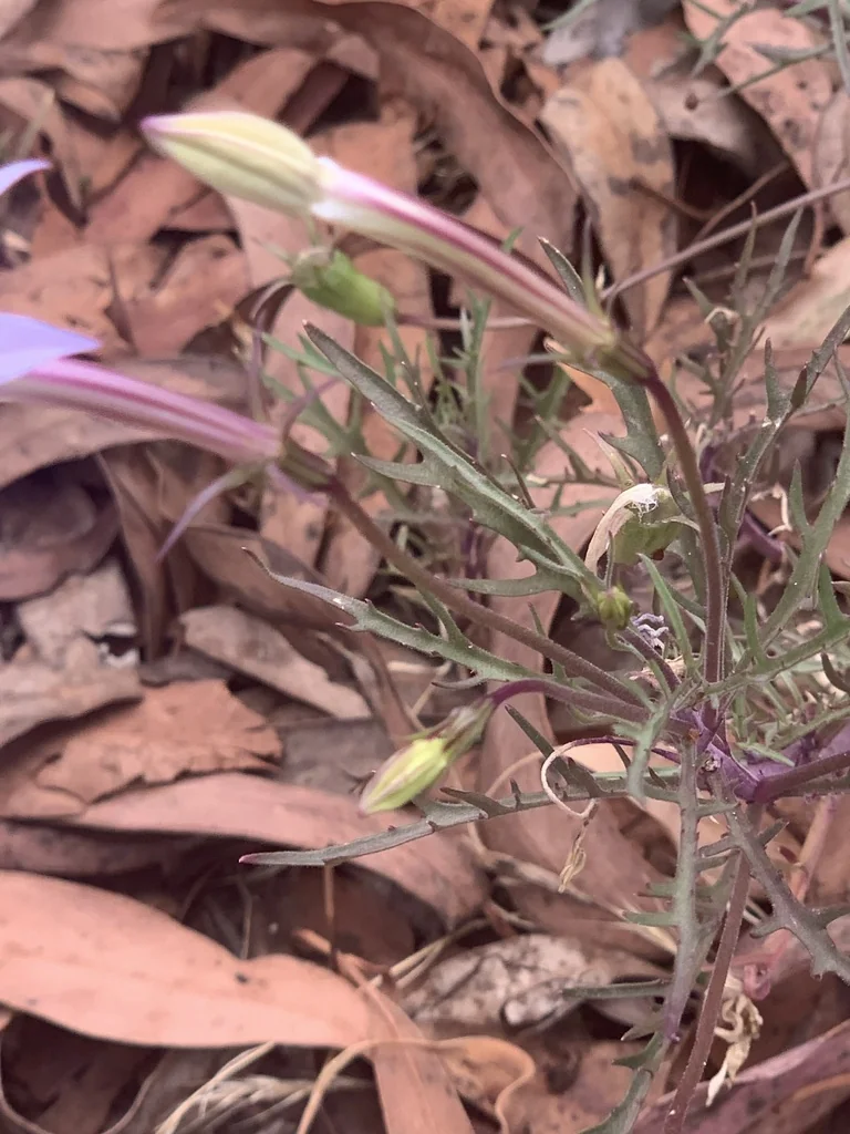 Isotoma axillaris
