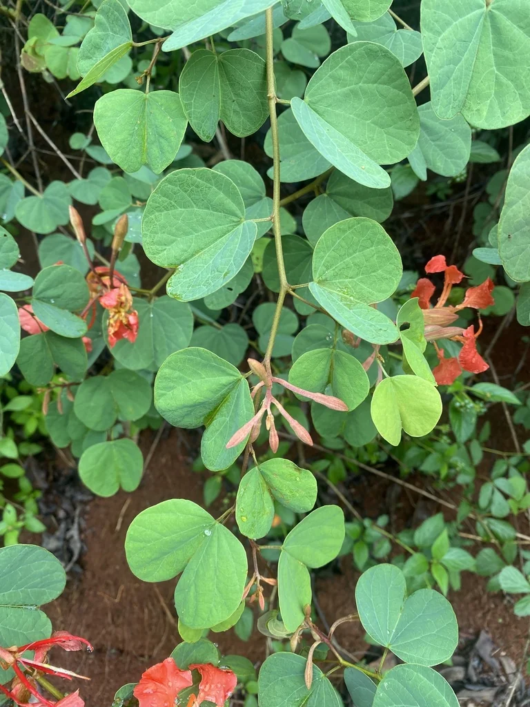 Bauhinia Galpinii