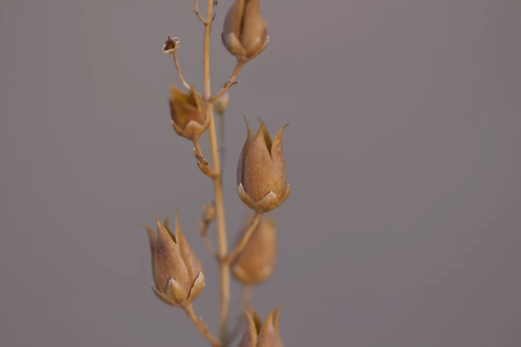 Penstemon Thurberi