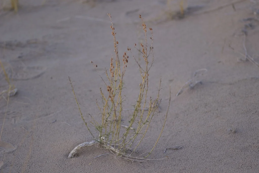 Penstemon Thurberi