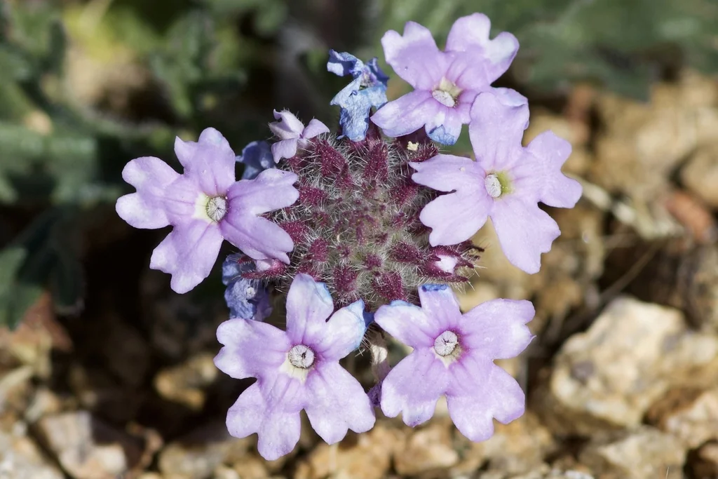 Verbena Gooddingii