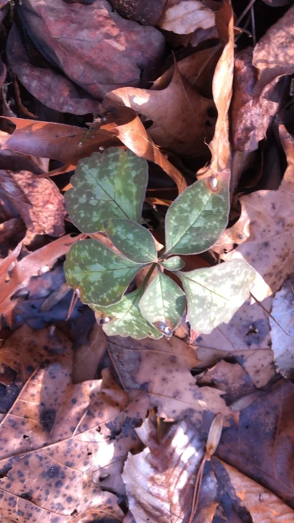 Pachysandra Procumbens