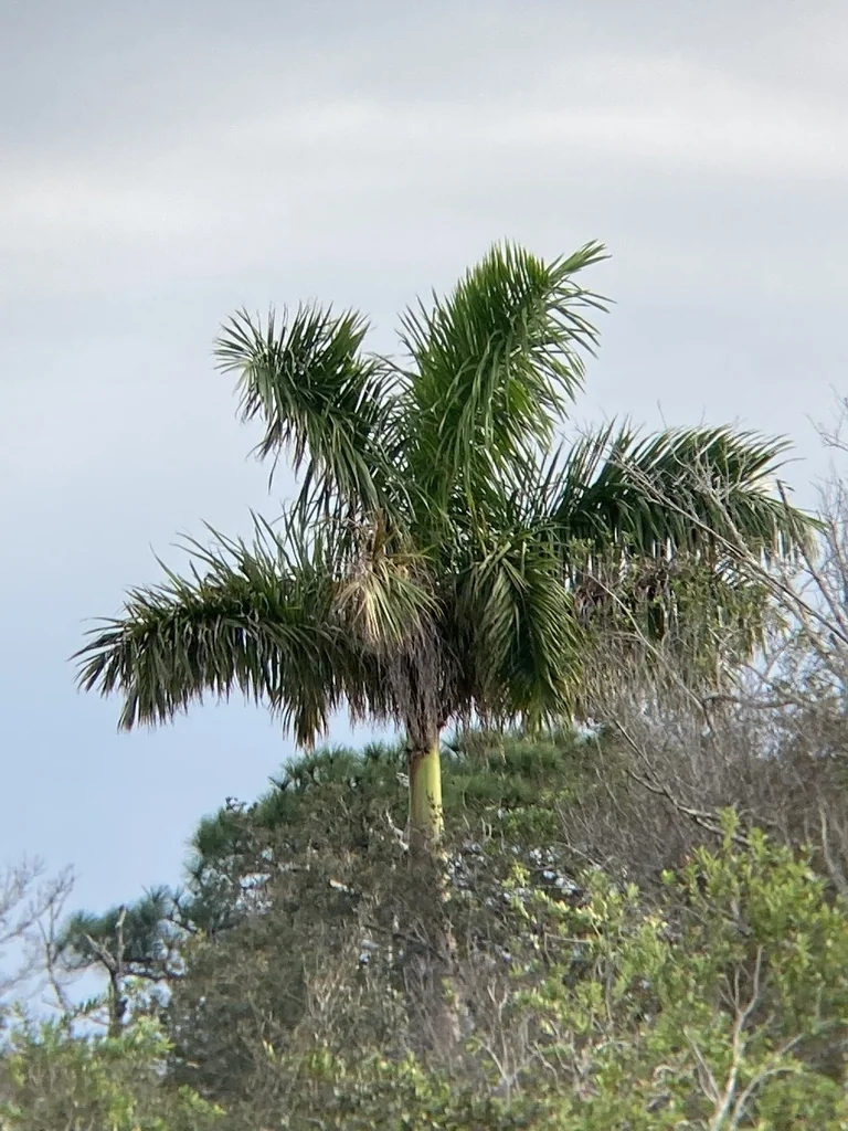 Roystonea Regia