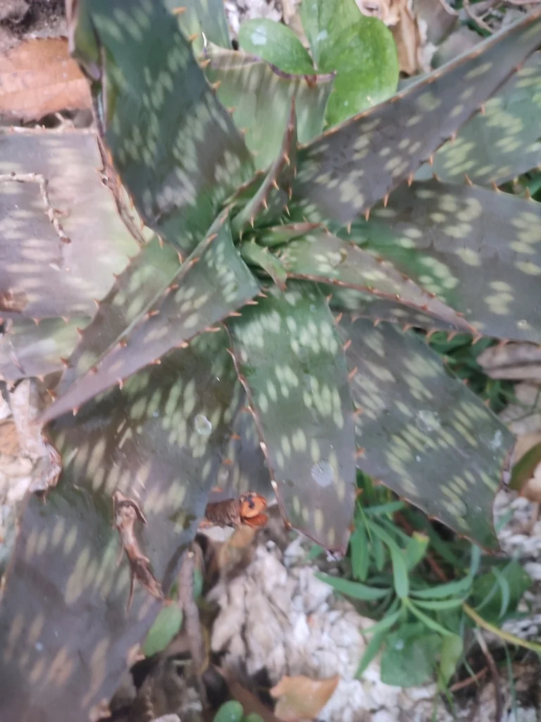Aloe Saponaria