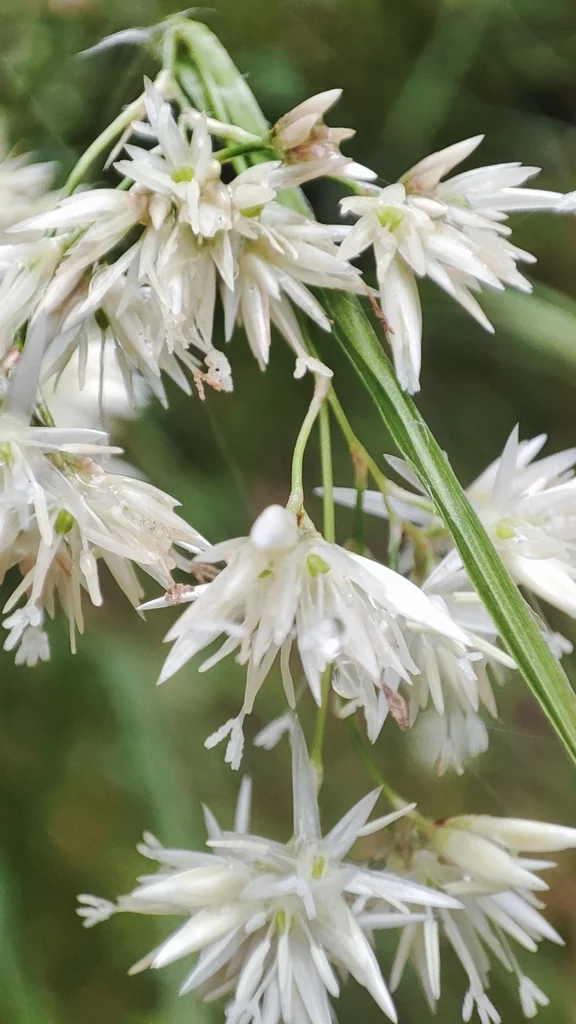 Luzula Nivea