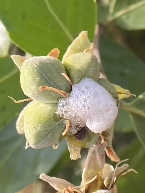 Quillaja Saponaria