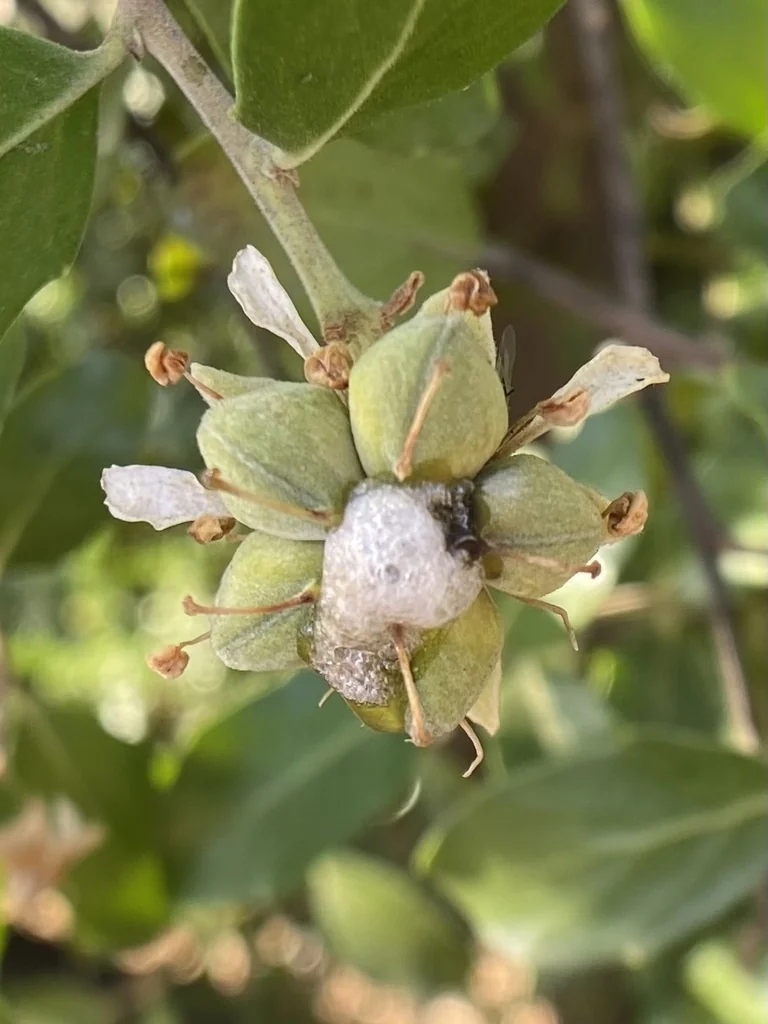 Quillaja Saponaria