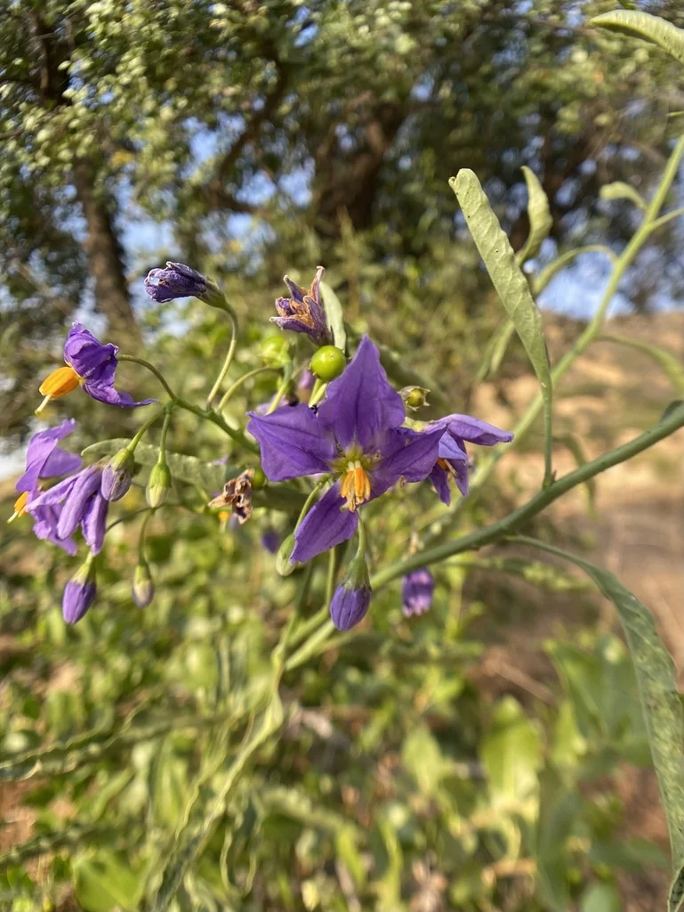 Solanum Crispum