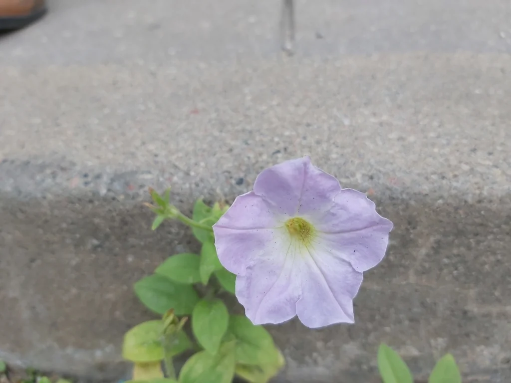 Petunia X Hybrida