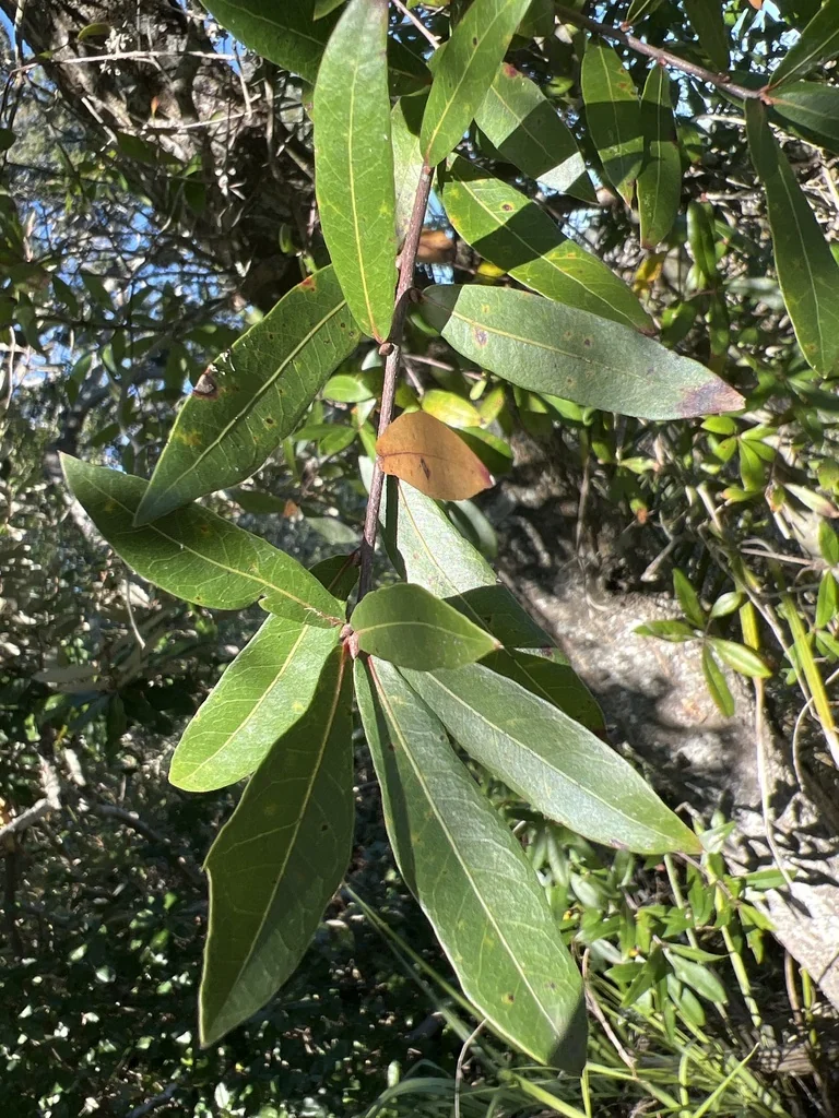 Quercus Hemisphaerica