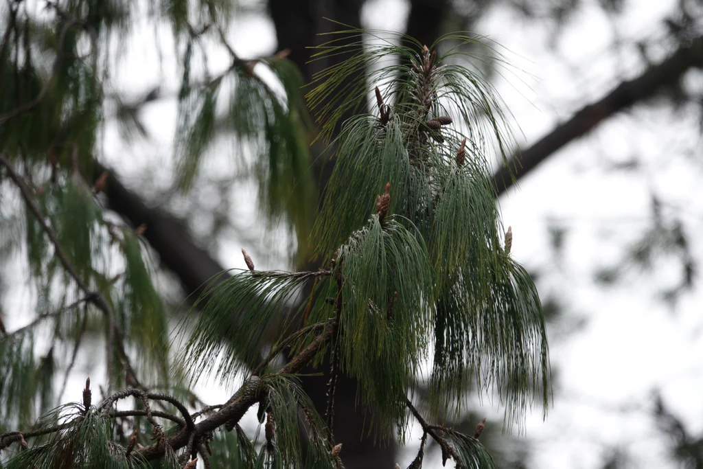 Pinus Patula