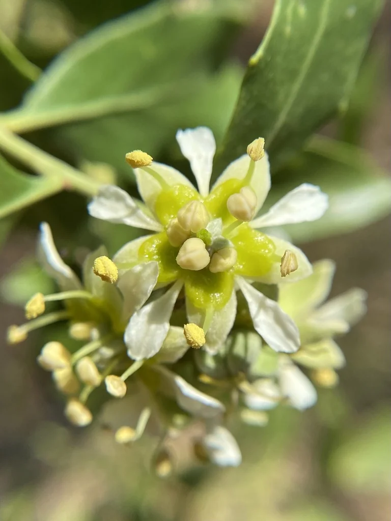 Quillaja Saponaria