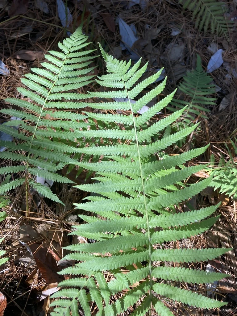 Thelypteris Normalis