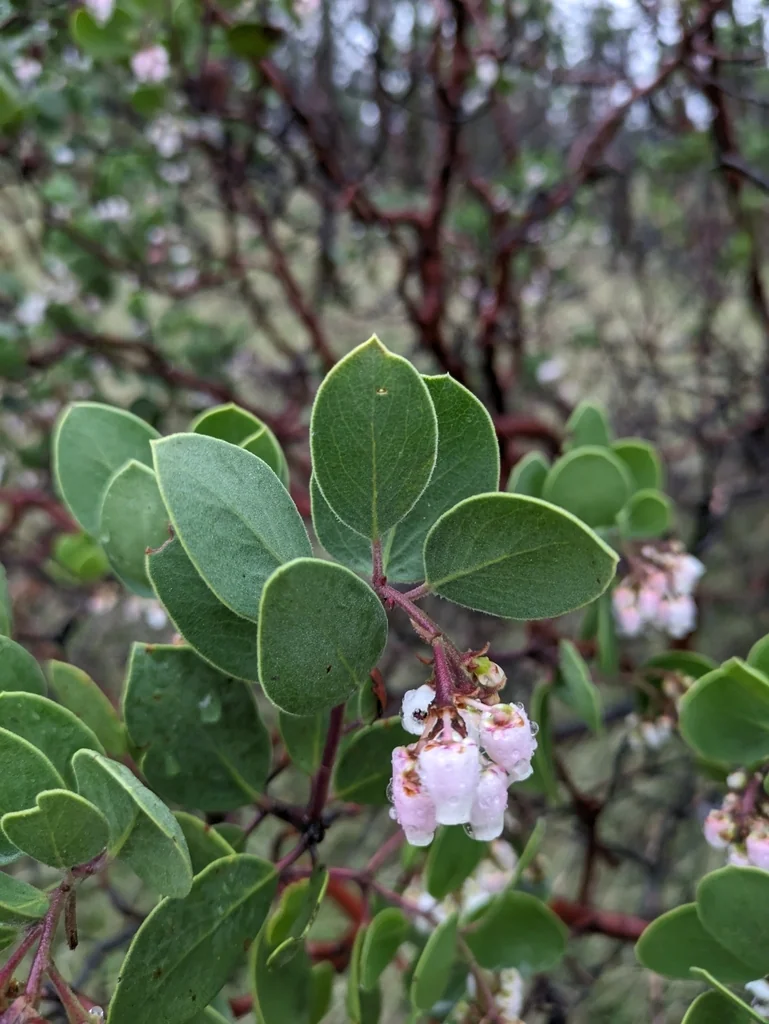 Arctostaphylos Manzanita