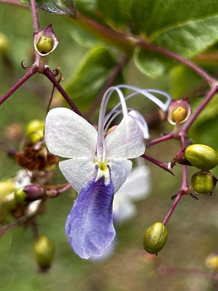 Clerodendrum Ugandense