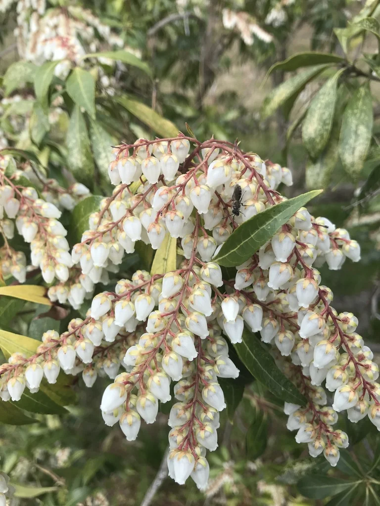 Pieris japonica