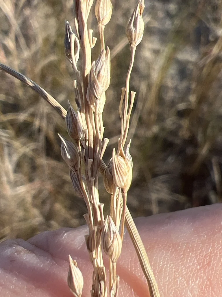 Panicum Amarum