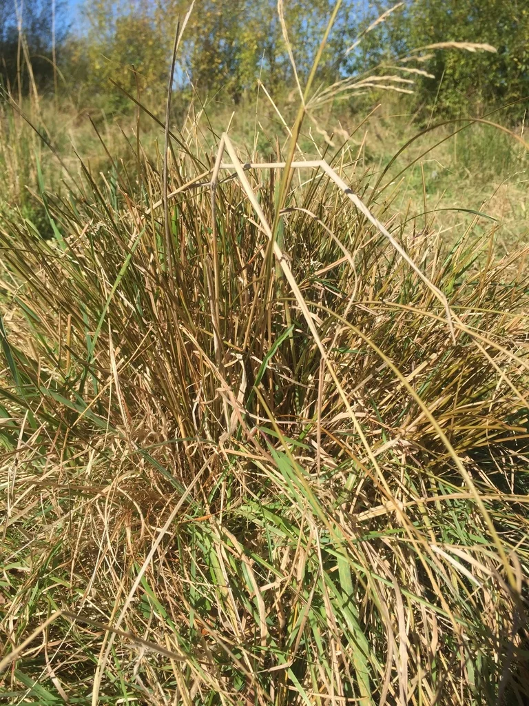 Carex Flagellifera